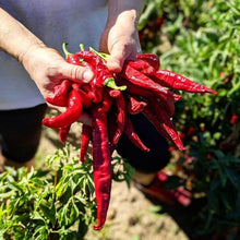 Load image into Gallery viewer, Smoked Pimentón Paprika - Burlap &amp; Barrel
