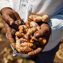 Load image into Gallery viewer, New Harvest Turmeric - Burlap &amp; Barrel
