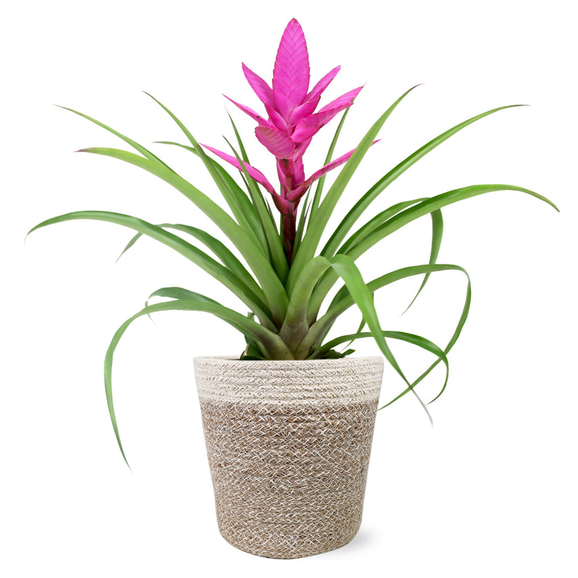 Pink Bromeliad - Thumbnail 5