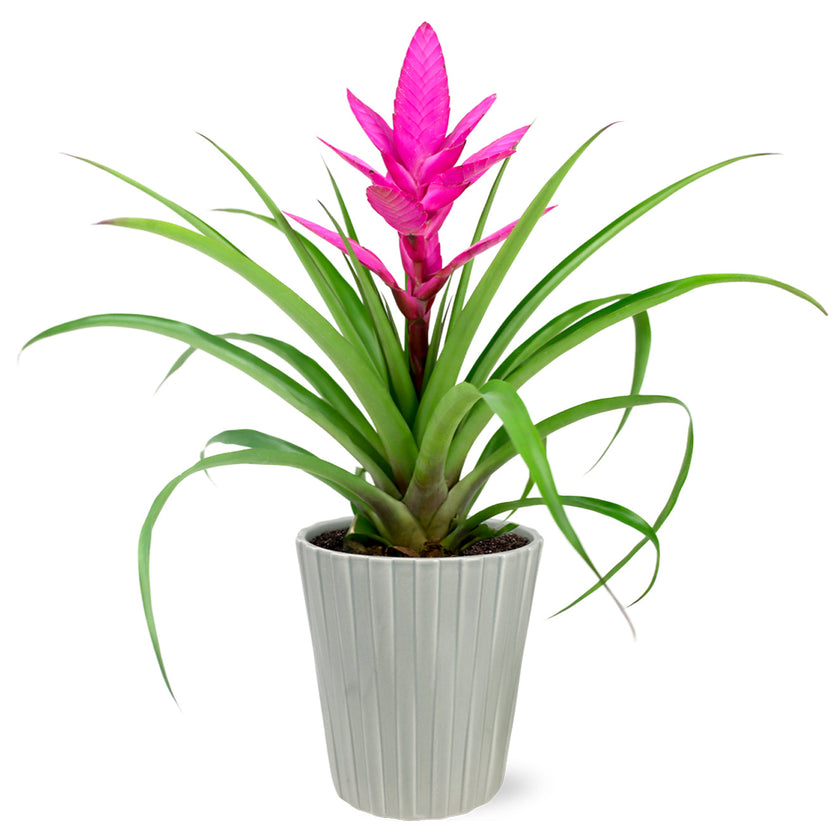 Pink Bromeliad - Thumbnail 2