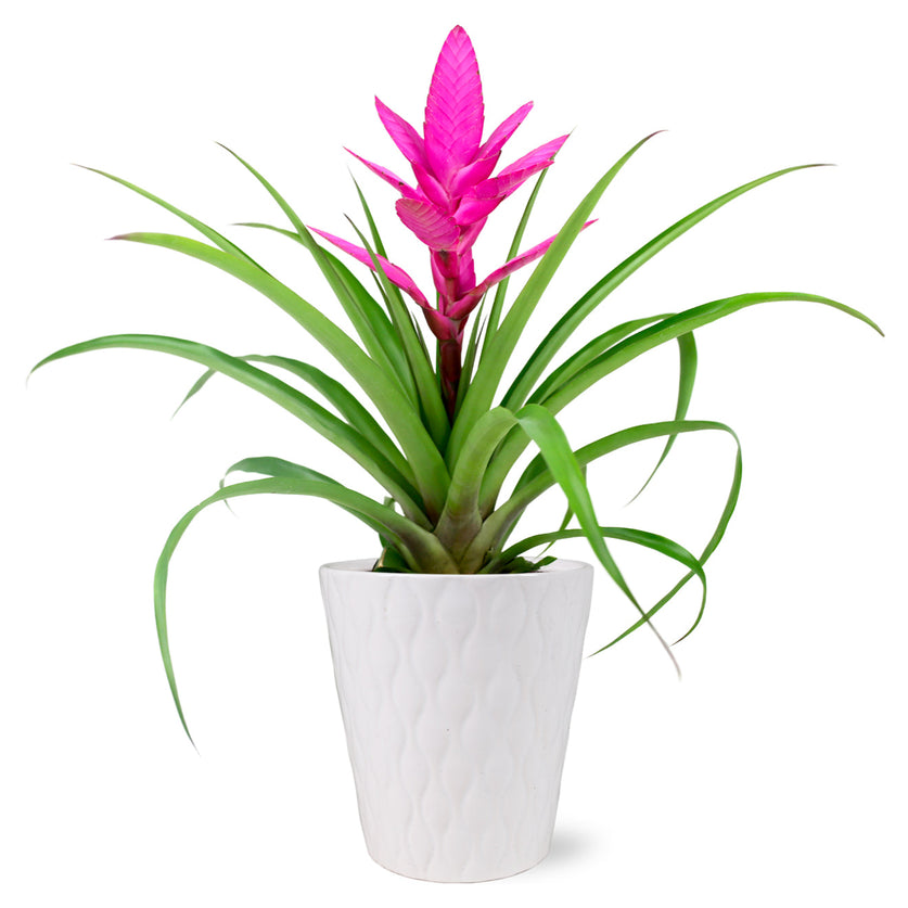 Pink Bromeliad - Thumbnail 3