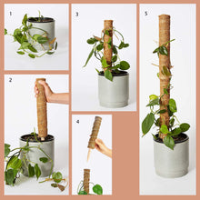 Load image into Gallery viewer, Bumble Plants Coco Coir Climbing Pole
