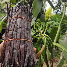 Load image into Gallery viewer, Photo of bundled Sri Lankan Vanilla bean pods.
