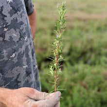 Load image into Gallery viewer, Limestone Rosemary - Burlap &amp; Barrel
