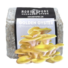 Load image into Gallery viewer, North Spore Organic Golden Oyster Mushroom Sawdust Spawn
