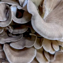 Load image into Gallery viewer, North Spore Organic Hen of the Woods (Maitake) Mushroom Sawdust Spawn
