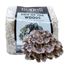 Load image into Gallery viewer, North Spore Organic Hen of the Woods (Maitake) Mushroom Sawdust Spawn
