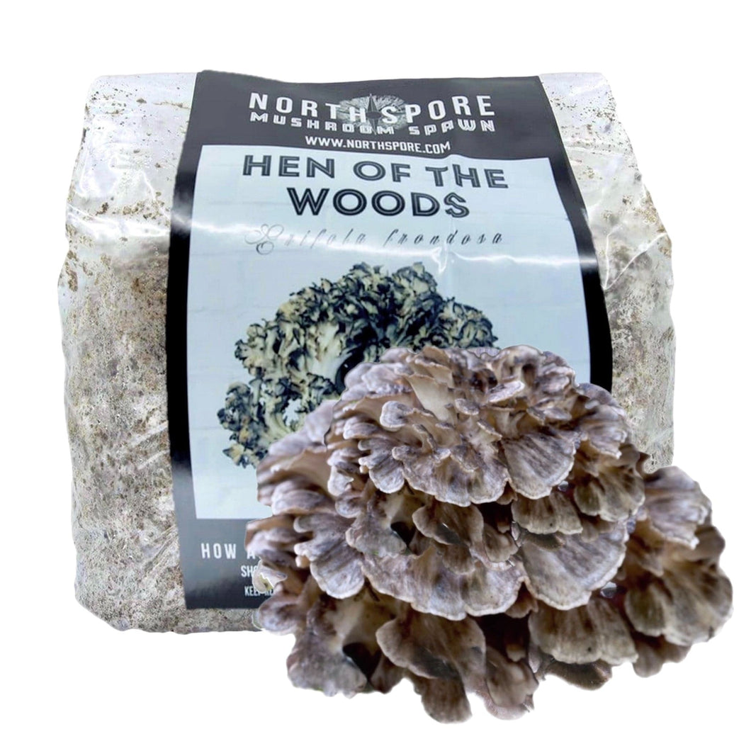 North Spore Organic Hen of the Woods (Maitake) Mushroom Sawdust Spawn