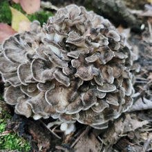 Load image into Gallery viewer, North Spore Organic Hen of the Woods (Maitake) Mushroom Sawdust Spawn
