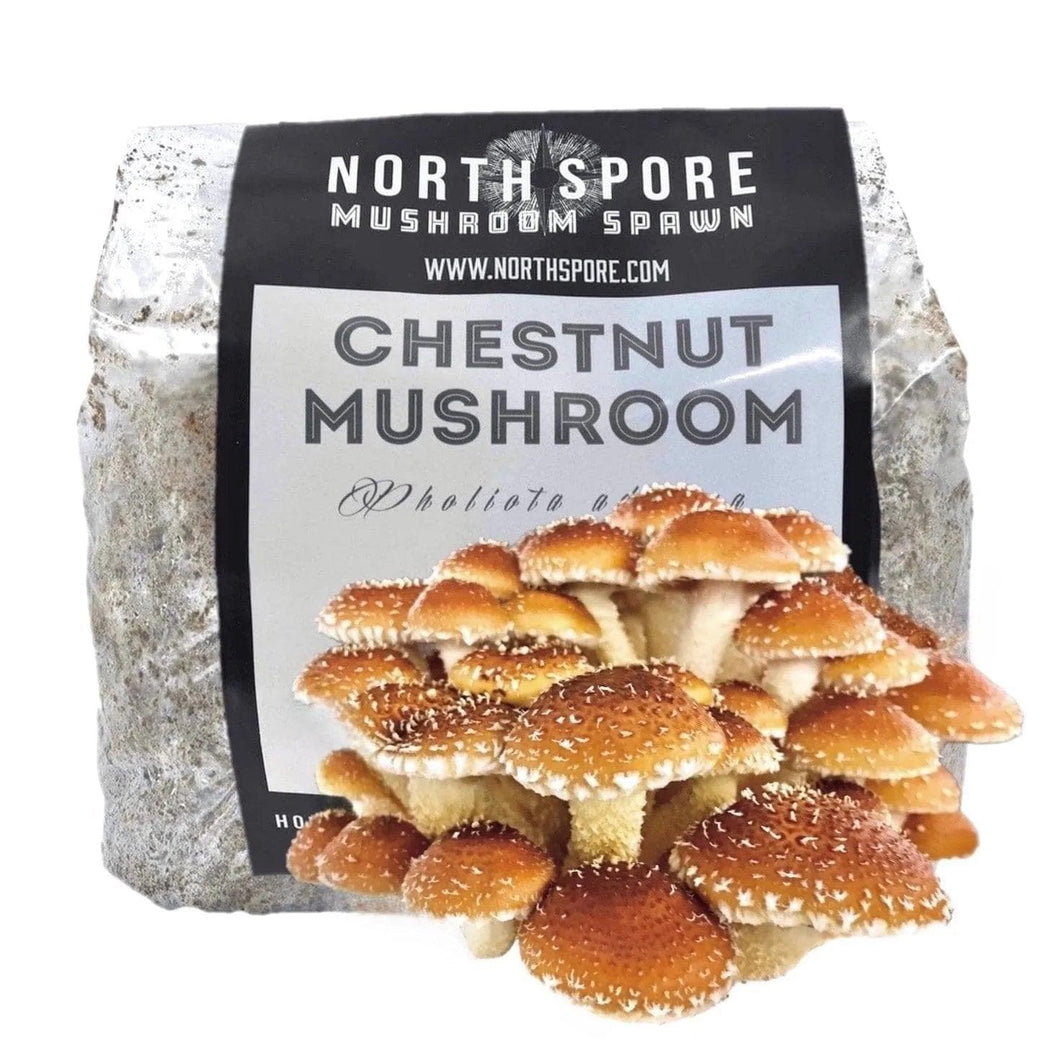 North Spore Organic Chestnut Mushroom Sawdust Spawn