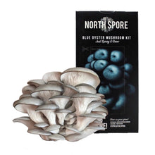 Load image into Gallery viewer, North Spore Organic Blue Oyster ‘Spray &amp; Grow’ Mushroom Growing Kit
