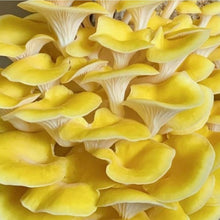 Load image into Gallery viewer, North Spore Organic Golden Oyster ‘Spray &amp; Grow’ Mushroom Growing Kit
