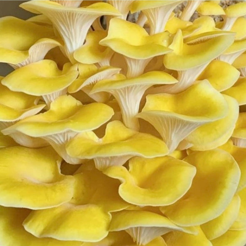 North Spore Mushroom Kit - Thumbnail 2