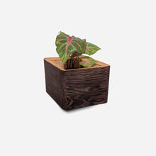 Load image into Gallery viewer, Formr Diamond self-watering, wall-mounted planter
