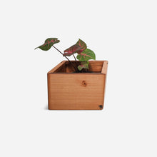 Load image into Gallery viewer, Formr Diamond self-watering, wall-mounted planter
