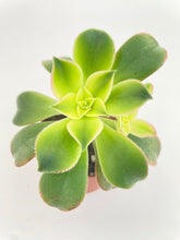 Load image into Gallery viewer, Bumble Plants - Aeonium &#39;Kiwi&#39; Succulent by Bumble Plants - | Delivery near me in ... Farm2Me #url#
