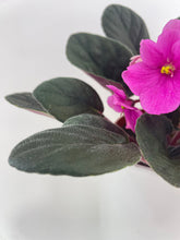Load image into Gallery viewer, Bumble Plants - African Violet Saintpaulia by Bumble Plants - | Delivery near me in ... Farm2Me #url#
