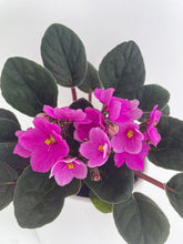 Load image into Gallery viewer, Bumble Plants - African Violet Saintpaulia by Bumble Plants - | Delivery near me in ... Farm2Me #url#
