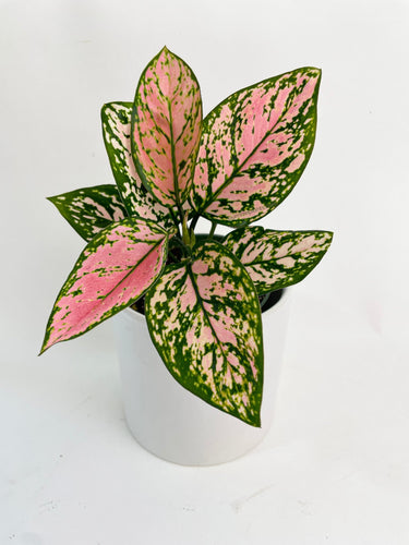 Bumble Plants - Aglaonema Cherry Anyanmanee 'Lady Valentine' by Bumble Plants - | Delivery near me in ... Farm2Me #url#