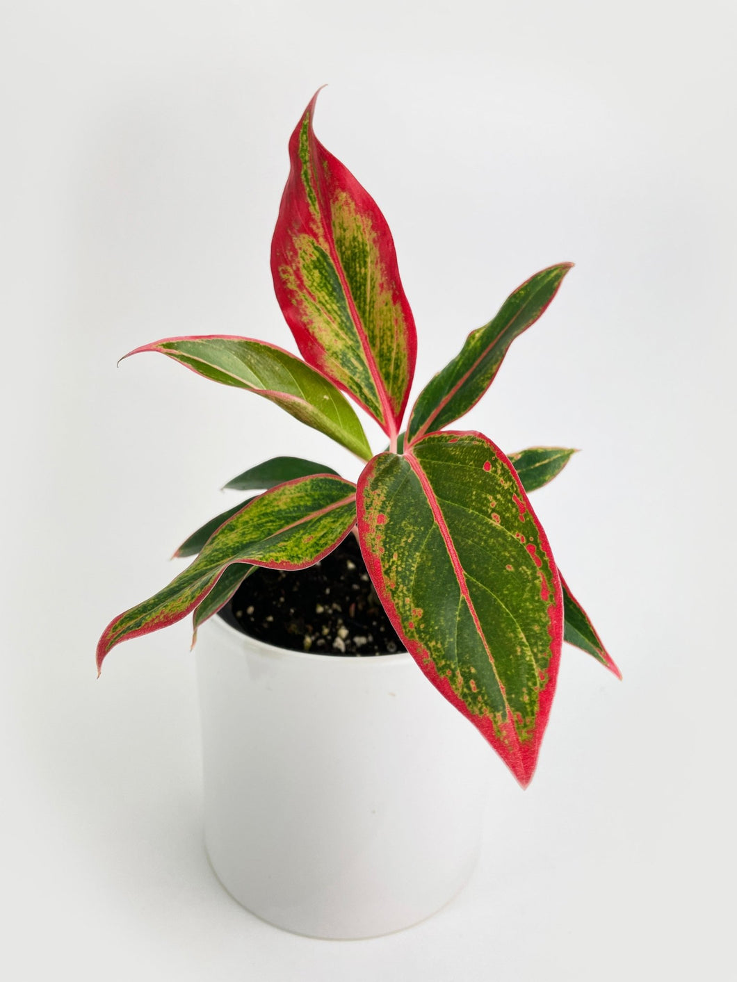 Bumble Plants - Aglaonema Red Siam Aura by Bumble Plants - | Delivery near me in ... Farm2Me #url#