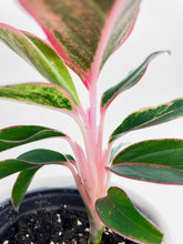 Load image into Gallery viewer, Bumble Plants - Aglaonema Red Siam Aura by Bumble Plants - | Delivery near me in ... Farm2Me #url#
