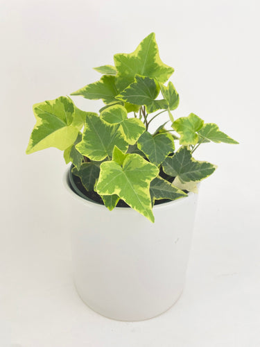 Bumble Plants - Algeriensis Ivy Hedera Variegata by Bumble Plants - | Delivery near me in ... Farm2Me #url#