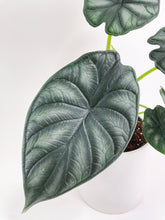 Load image into Gallery viewer, Bumble Plants - Alocasia Baginda &#39;Dragon Scale&#39; by Bumble Plants - | Delivery near me in ... Farm2Me #url#
