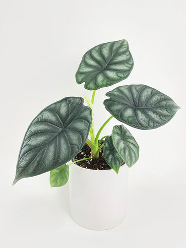 Bumble Plants - Alocasia Baginda 'Dragon Scale' by Bumble Plants - | Delivery near me in ... Farm2Me #url#