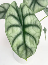 Load image into Gallery viewer, Bumble Plants - Alocasia Baginda &#39;Silver Dragon&#39; by Bumble Plants - | Delivery near me in ... Farm2Me #url#
