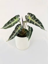 Load image into Gallery viewer, Bumble Plants - Alocasia Bambino Arrow Plant by Bumble Plants - | Delivery near me in ... Farm2Me #url#
