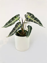 Load image into Gallery viewer, Bumble Plants - Alocasia Bambino Arrow Plant by Bumble Plants - | Delivery near me in ... Farm2Me #url#
