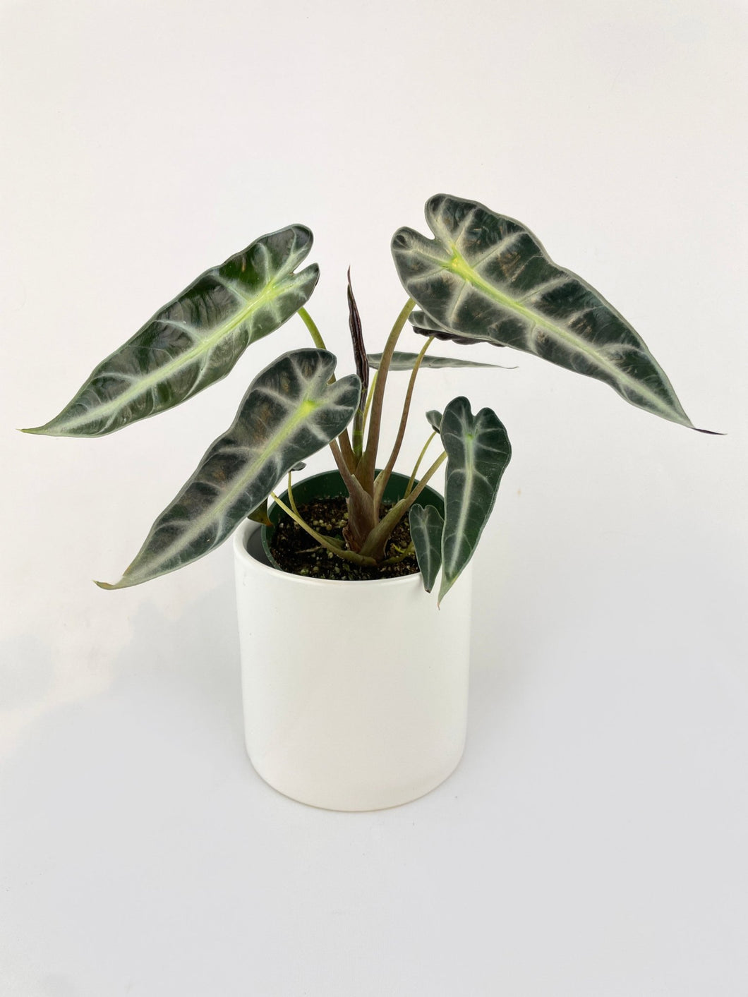 Bumble Plants - Alocasia Bambino Arrow Plant by Bumble Plants - | Delivery near me in ... Farm2Me #url#