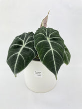 Load image into Gallery viewer, Bumble Plants - Alocasia Black Velvet by Bumble Plants - | Delivery near me in ... Farm2Me #url#
