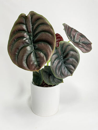 Bumble Plants - Alocasia Cuprea Red Secret Jewel by Bumble Plants - | Delivery near me in ... Farm2Me #url#