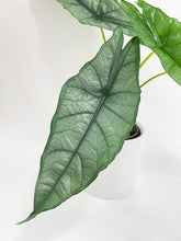 Load image into Gallery viewer, Bumble Plants - Alocasia Heterophylla Silver &#39;Dragon&#39;s Breath by Bumble Plants - | Delivery near me in ... Farm2Me #url#
