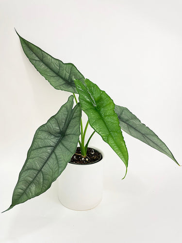 Bumble Plants - Alocasia Heterophylla Silver 'Dragon's Breath by Bumble Plants - | Delivery near me in ... Farm2Me #url#