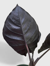 Load image into Gallery viewer, Bumble Plants - Alocasia Infernalis Kapit &#39;Black Panther&#39; by Bumble Plants - | Delivery near me in ... Farm2Me #url#
