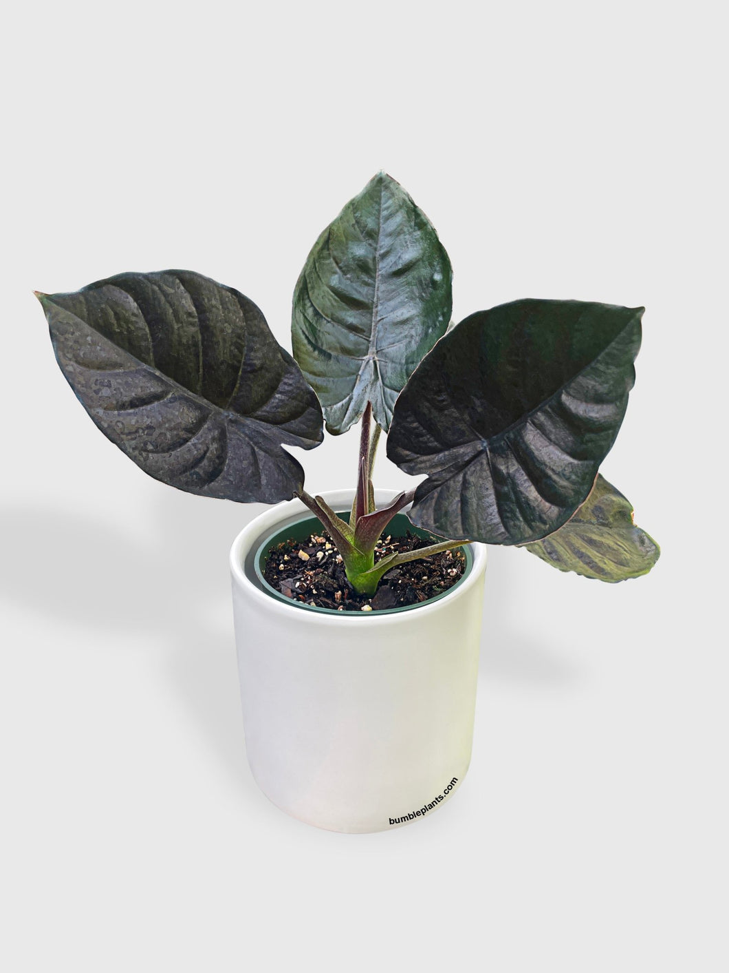 Bumble Plants - Alocasia Infernalis Kapit 'Black Panther' by Bumble Plants - | Delivery near me in ... Farm2Me #url#