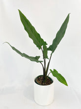 Load image into Gallery viewer, Bumble Plants - Alocasia Lauterbachiana Purple Sword by Bumble Plants - | Delivery near me in ... Farm2Me #url#
