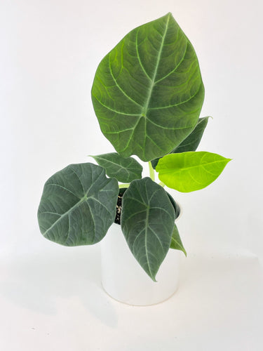 Bumble Plants - Alocasia Maharani Queen by Bumble Plants - | Delivery near me in ... Farm2Me #url#