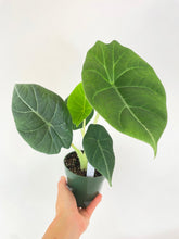 Load image into Gallery viewer, Bumble Plants - Alocasia Maharani Queen by Bumble Plants - | Delivery near me in ... Farm2Me #url#
