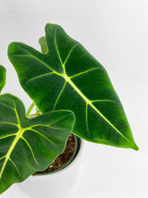 Load image into Gallery viewer, Bumble Plants - Alocasia Micholitziana &#39;Frydek&#39; Hybrid by Bumble Plants - | Delivery near me in ... Farm2Me #url#
