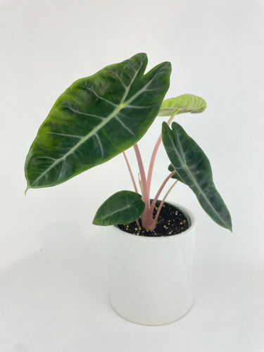 Bumble Plants - Alocasia Pink Dragon by Bumble Plants - | Delivery near me in ... Farm2Me #url#