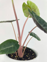 Load image into Gallery viewer, Bumble Plants - Alocasia Pink Dragon by Bumble Plants - | Delivery near me in ... Farm2Me #url#
