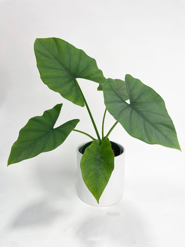 Bumble Plants - Alocasia Puber 'Green Goddess' by Bumble Plants - | Delivery near me in ... Farm2Me #url#