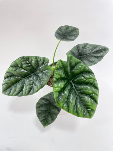 Bumble Plants - Alocasia Sinuata 'Quilted Dreams' by Bumble Plants - | Delivery near me in ... Farm2Me #url#