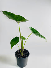 Load image into Gallery viewer, Bumble Plants - Alocasia &#39;Sumo&#39; Black Veins by Bumble Plants - | Delivery near me in ... Farm2Me #url#
