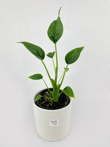 Bumble Plants - Alocasia Tiny Dancers Hybrid by Bumble Plants - | Delivery near me in ... Farm2Me #url#