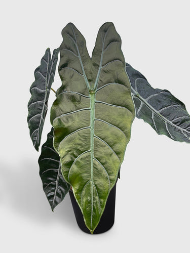 Bumble Plants - Alocasia X Chantrieri Hybrid by Bumble Plants - | Delivery near me in ... Farm2Me #url#