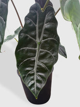 Load image into Gallery viewer, Bumble Plants - Alocasia X Chantrieri Hybrid by Bumble Plants - | Delivery near me in ... Farm2Me #url#
